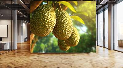 ripe durian fruits are hanging on a tropical tree in the garden Wall mural