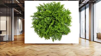 High angle view of a tree, plant isolated on white background Wall mural