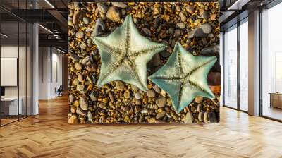 Starfish on Beach Wall mural