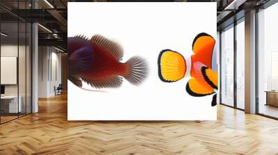 4 tropical fish on white background, their full body in side view. Wall mural