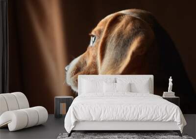 perro cachorro beagle Wall mural