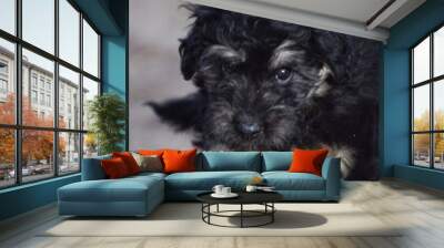 perro
mascota Wall mural