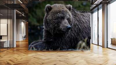 brown bear portrait Wall mural