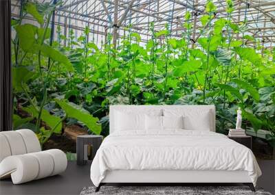 melon plants growing in a greenhouse hydroponic melon farm Wall mural