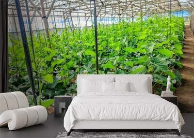 melon plants growing in a greenhouse hydroponic melon farm Wall mural