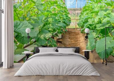 melon plants growing in a greenhouse hydroponic melon farm Wall mural