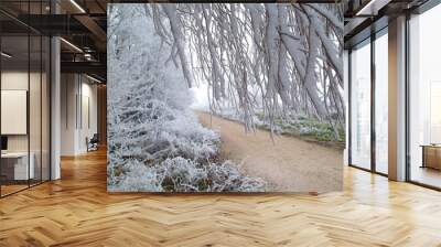 Winter scene with a dirt road and a row of rime covered trees in fog. Wall mural