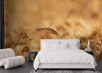 Gold wheat field illuminated by rays of the setting sun Wall mural