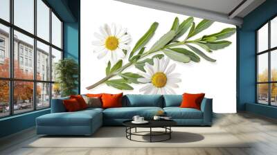 Chamomile flowers isolated on white background Wall mural