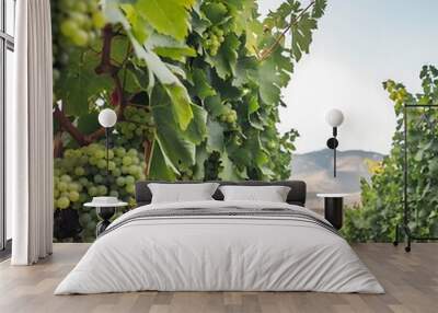 Illustration of colorful Tuscan vineyard landscape Wall mural