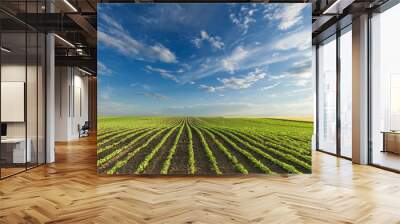 Young soybean crops at idyllic sunny day Wall mural