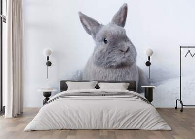 gray rabbit sitting on a fluffy blanket Wall mural