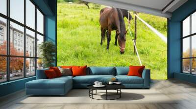 Mountain horse grazes grass on green meadow on cloudy summer day Wall mural