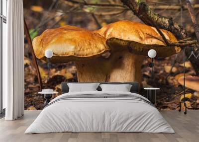 Two big boletus edulis mushrooms on wet forest floor. Wall mural