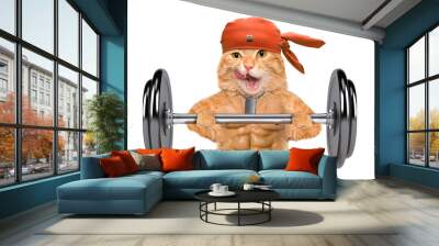 fitness cat lifting a heavy big dumbbell. Wall mural