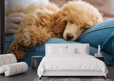 Young girl is resting with a dog on the armchair at home . Wall mural