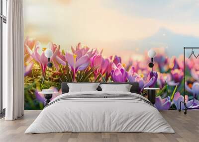 Wild purple crocus blooming in spring field. Crocus heuffelianus or saffron flowers. Springtime landscape.  Beautiful morning with sunlight. Floral background for card, banner, poster with copy space Wall mural