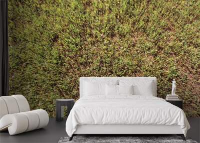 grass texture Wall mural