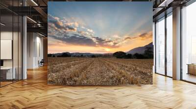 dry corn field after harvesting at countryside farm in the morning . Wall mural