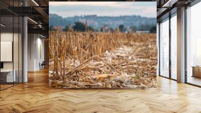 dry heap maize corn cob after harvesting at corn farm . Wall mural