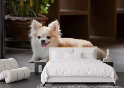 brown chihuahua sitting on floor. small dog in asian house. Wall mural