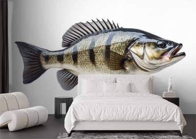 A large fish with a black and white striped body. The fish is swimming in the water Wall mural