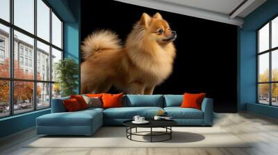 Full body image of a Pomeranian, a small breed of dog originating in northern Europe, with fluffy brown fur and small erect ears, standing in an elegant and beautiful pose on a black background. Wall mural