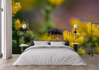 closeup bee on yellow flower Wall mural