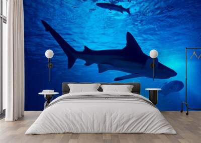 Gray shark swimming in the ocean together turtle Wall mural