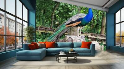 The Indian peafowl or Pavo cristatus, standing on a stack of logs. Wall mural