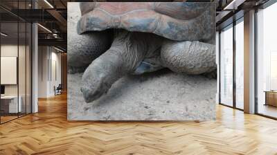 giant galapagos turtle Wall mural