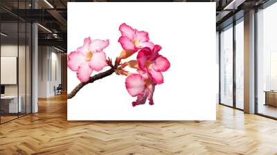 pink flower alenium leaves plant isolated Wall mural