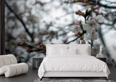 Cherry bloosoms and buds closeup, blooming cherry trees. Spring season, sakura tree flowers in Japan Wall mural