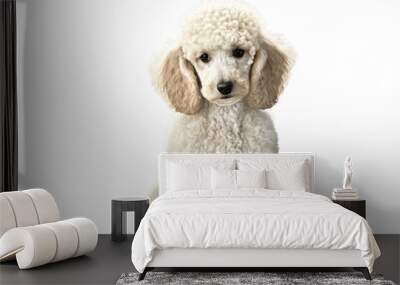 Poodle dog isolated, generative ai , PNG	
 Wall mural