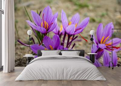 Saffron flowers on ground, crocus sativus purple blooming plant field, harvest collection Wall mural