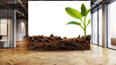 Sprout growth isolated on white transparent background, young plant growing from soil closeup, PNG Wall mural