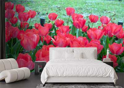 Tulip flowers blooming in the garden. Red tulips flowerbed. City park decoration in Spring Wall mural