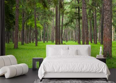 Pine trees, tall green trunks,Beautiful Pine trees and green grass for nature background Wall mural