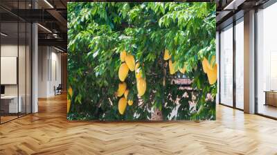 Yellow Mango fruit with leaf on the tree Wall mural