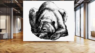 Bear in hibernation Wall mural