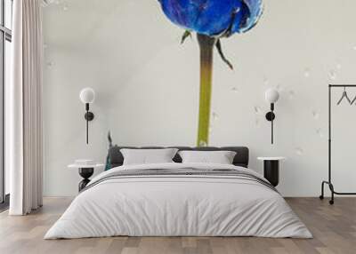 Blue rose flower with air bubbles Wall mural