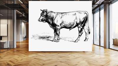 Bull vintage drawing Wall mural