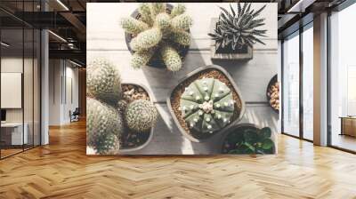 Cactus Pot Home Plants Concept Wall mural