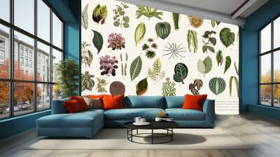 collection of leaves found in (1825-1890) new and rare beautiful-leaved plants. digitally enhanced f Wall mural