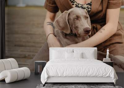 Cute Weimaraner dog sitting on owner's laps Wall mural