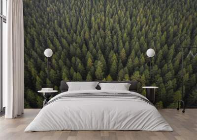 Drone view of coniferous forest Wall mural