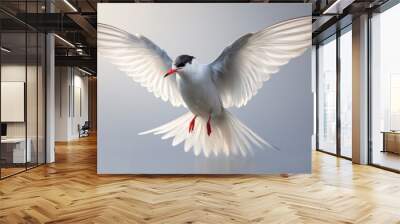 Flying arctic tern animal white bird. Wall mural