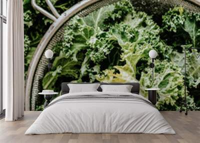 Fresh green kale Wall mural