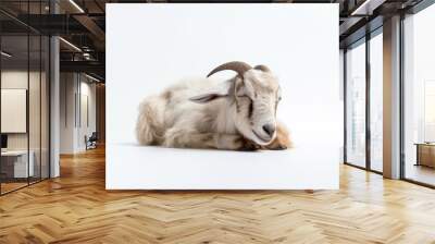 Goat sleep livestock wildlife animal. Wall mural