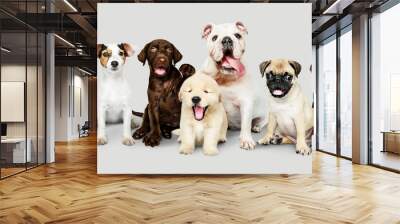 Group portrait of adorable puppies Wall mural